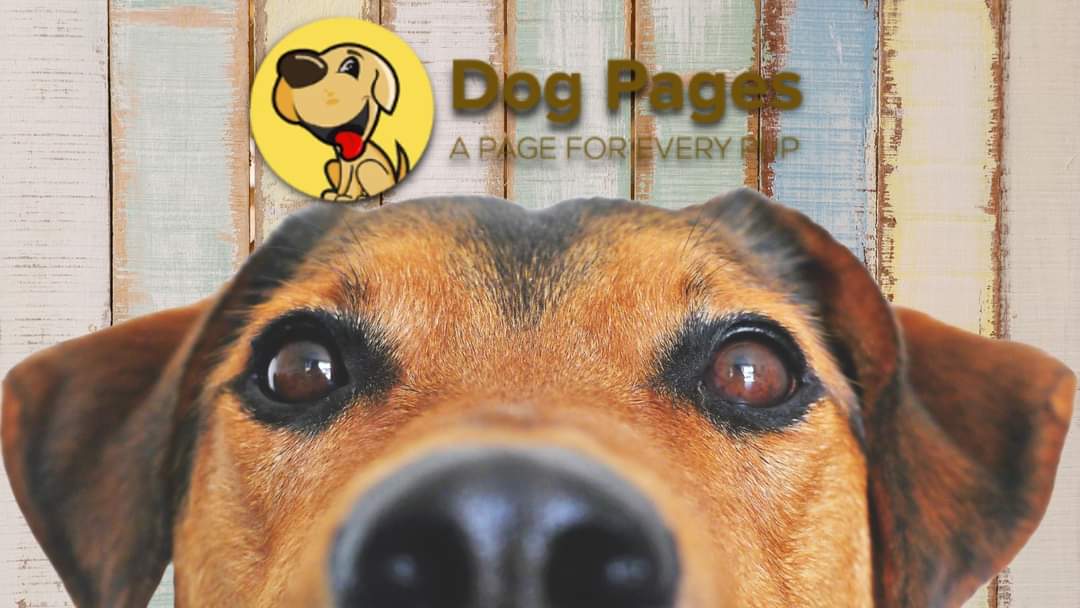 Dog Pages — Website Listed on Flippa Quality. That's the secret behind